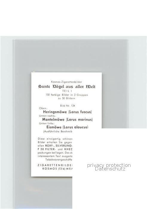 Voegel Birds Oiseaux Uccelli Pajaros-- Heringsmoewe Mantelmoewe Eismoewe Kosmos- – Bild 2