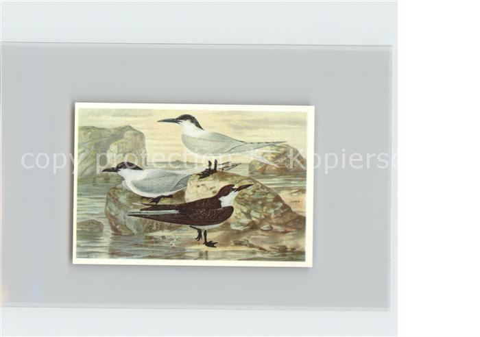 Voegel Birds Oiseaux Uccelli Pajaros-- Russbraune Seeschwalbe Brandseeschwalbe L