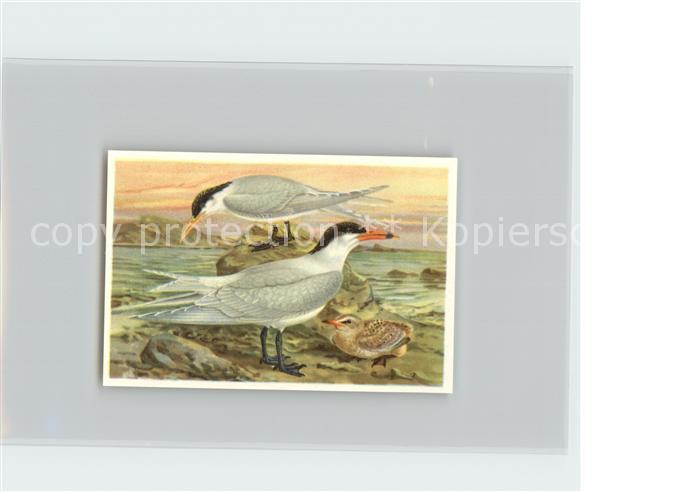 Voegel Birds Oiseaux Uccelli Pajaros-- Raubseeschwalbe Rueppelsche Seeschwalbe K