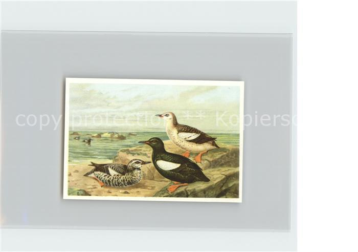 Voegel Birds Oiseaux Uccelli Pajaros-- Teiste Kosmos-Zigarettenbilder Bild Nr. 1