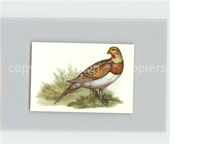 Voegel Birds Oiseaux Uccelli Pajaros-- Spiessflughuhn Kosmos-Zigarettenbilder Bi