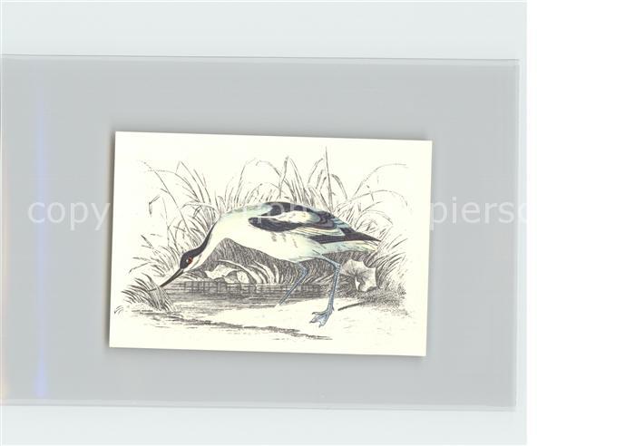 Voegel Birds Oiseaux Uccelli Pajaros-- Saebelschnaebler Kosmos-Zigarettenbilder