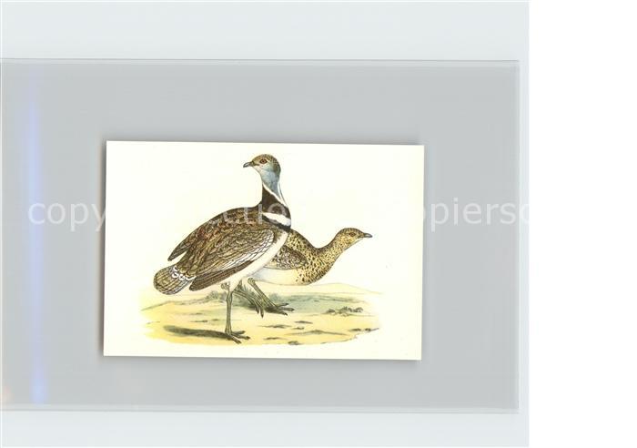 Voegel Birds Oiseaux Uccelli Pajaros-- Zwergtrappe Kosmos-Zigarettenbilder Bild