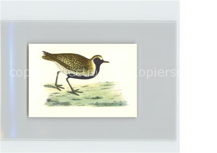 Voegel Birds Oiseaux Uccelli Pajaros-- Goldregenpfeifer Kosmos-Zigarettenbilder