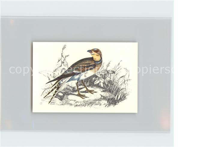 Voegel Birds Oiseaux Uccelli Pajaros-- Brachschwalbe Kosmos-Zigarettenbilder Bil