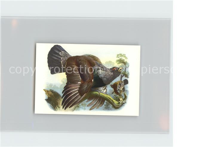 Voegel Birds Oiseaux Uccelli Pajaros-- Rackel- oder Mittelhuhn Kosmos-Zigaretten