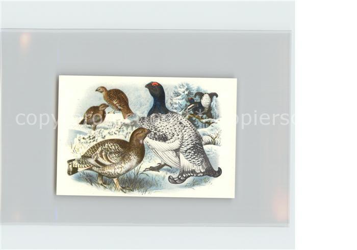 Voegel Birds Oiseaux Uccelli Pajaros-- Varietaeten des Birkwilds Kosmos-Zigarett