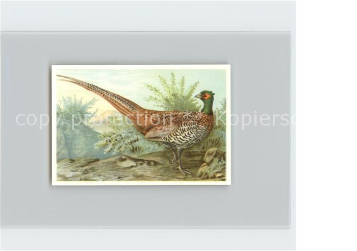 Voegel Birds Oiseaux Uccelli Pajaros-- Weisslicher Edelfasan Kosmos-Zigarettenbi