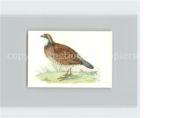 Voegel Birds Oiseaux Uccelli Pajaros-- Virginische Baumwachtel Kosmos-Zigaretten