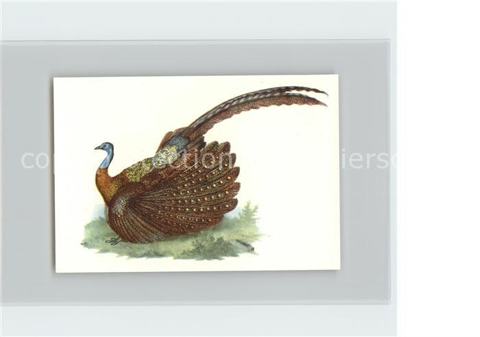 Voegel Birds Oiseaux Uccelli Pajaros-- Argusfasan Kosmos-Zigarettenbilder Bild N