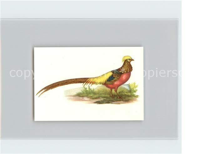 Voegel Birds Oiseaux Uccelli Pajaros-- Goldfasan Kosmos-Zigarettenbilder Bild Nr