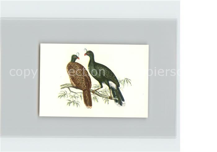 Voegel Birds Oiseaux Uccelli Pajaros-- Pauxis-Helmhuhn Kosmos-Zigarettenbilder B