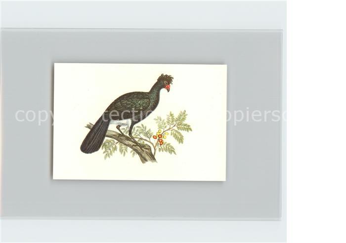 Voegel Birds Oiseaux Uccelli Pajaros-- Glattschnabelhokko Kosmos-Zigarettenbilde