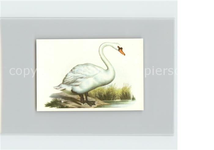 Voegel Birds Oiseaux Uccelli Pajaros-- Hoeckerschwan Kosmos-Zigarettenbilder Bil