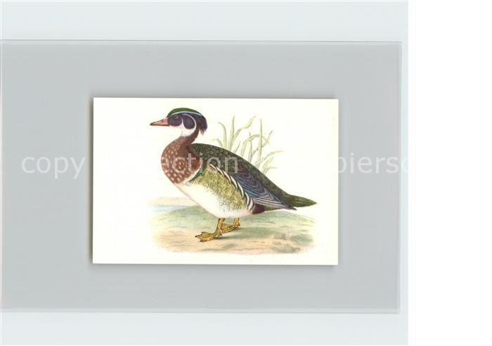 Voegel Birds Oiseaux Uccelli Pajaros-- Brautente Kosmos-Zigarettenbilder Bild Nr