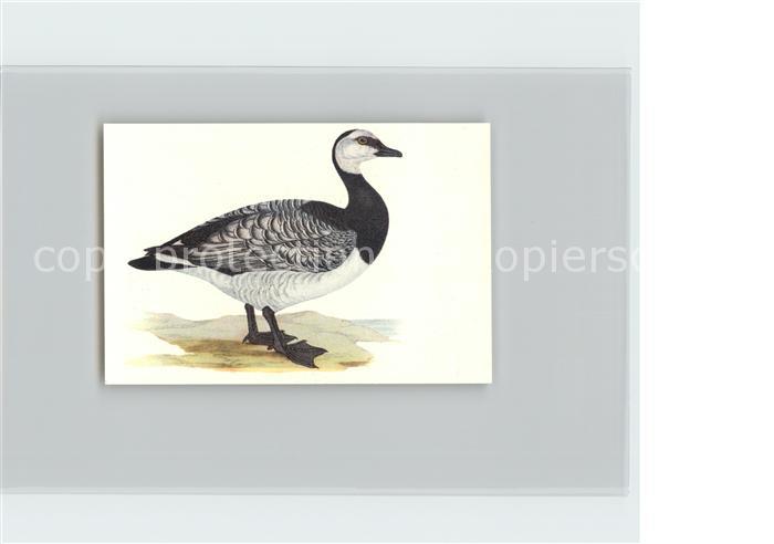 Voegel Birds Oiseaux Uccelli Pajaros-- Nonnengans Kosmos-Zigarettenbilder Bild N