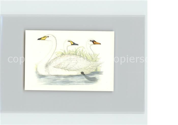 Voegel Birds Oiseaux Uccelli Pajaros-- Singschwan Kosmos-Zigarettenbilder Bild N
