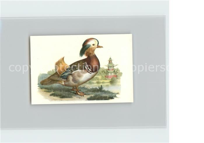 Voegel Birds Oiseaux Uccelli Pajaros-- Mandarinenente Kosmos-Zigarettenbilder Bi