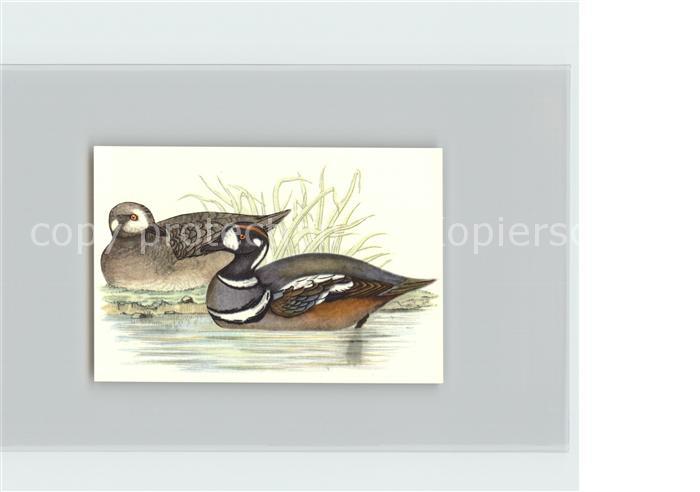 Voegel Birds Oiseaux Uccelli Pajaros-- Kragenente Kosmos-Zigarettenbilder Bild N