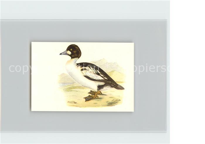 Voegel Birds Oiseaux Uccelli Pajaros-- Schellente Kosmos-Zigarettenbilder Bild N