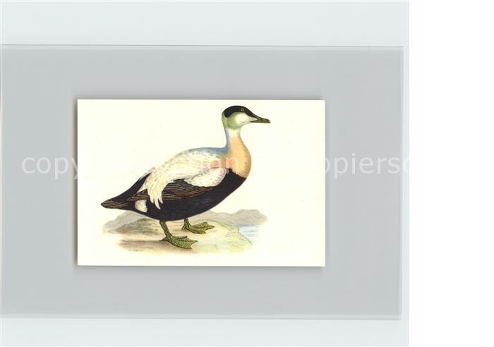 Voegel Birds Oiseaux Uccelli Pajaros-- Eiderente Kosmos-Zigarettenbilder Bild Nr