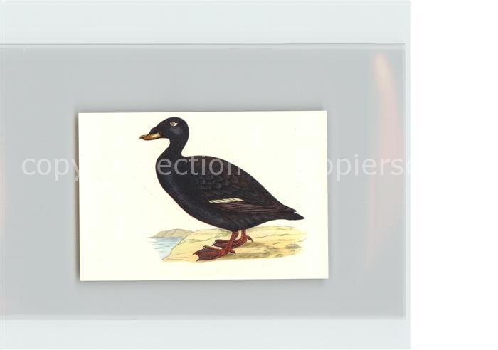 Voegel Birds Oiseaux Uccelli Pajaros-- Samente Kosmos-Zigarettenbilder Bild Nr.