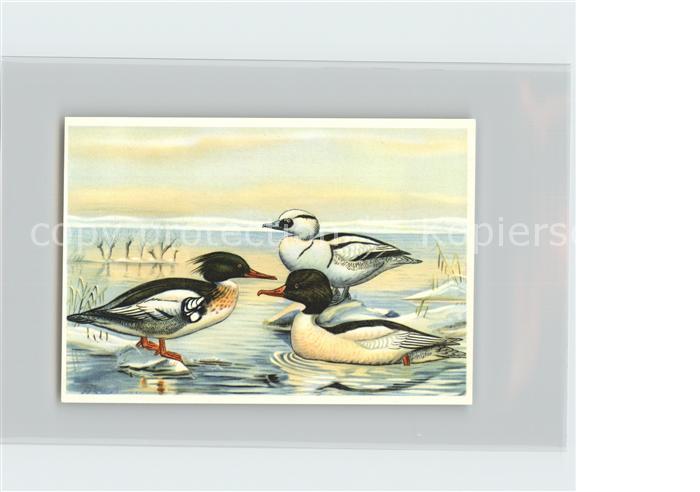 Voegel Birds Oiseaux Uccelli Pajaros-- Saeger Kosmos-Zigarettenbilder Bild Nr. 3