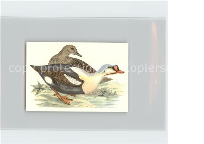 Voegel Birds Oiseaux Uccelli Pajaros-- Prachteiderente Kosmos-Zigarettenbilder B