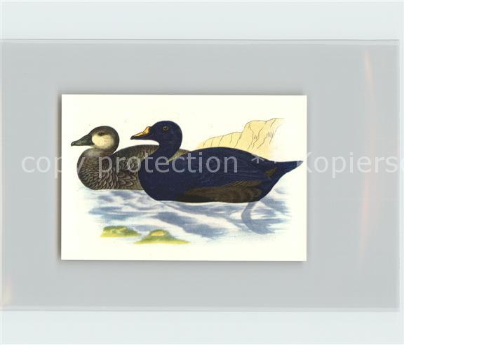 Voegel Birds Oiseaux Uccelli Pajaros-- Mohr- oder Trauerente Kosmos-Zigarettenbi