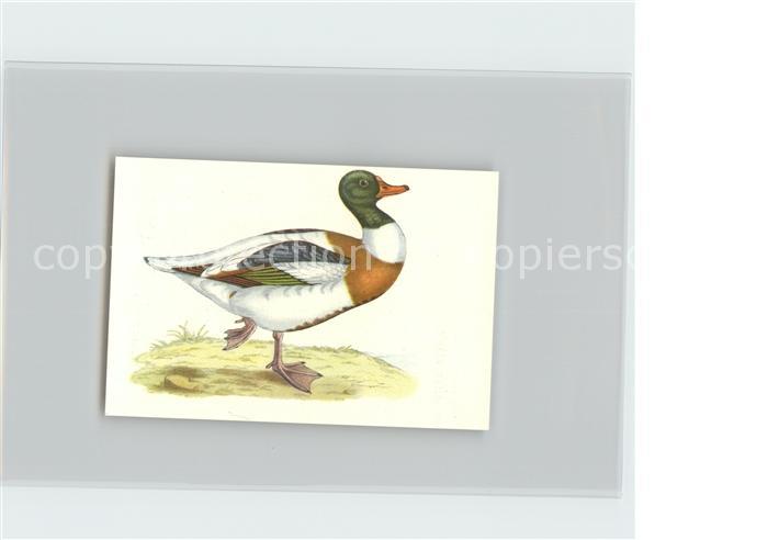 Voegel Birds Oiseaux Uccelli Pajaros-- Brandgans Kosmos-Zigarettenbilder Bild Nr