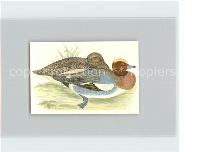 Voegel Birds Oiseaux Uccelli Pajaros-- Pfeifente Kosmos-Zigarettenbilder Bild Nr