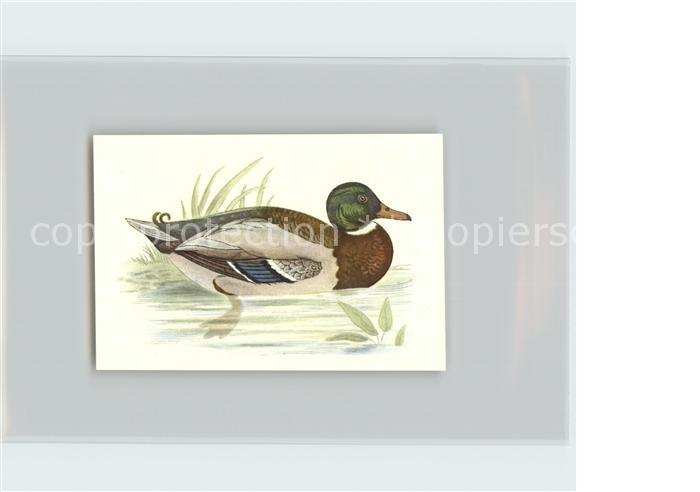 Voegel Birds Oiseaux Uccelli Pajaros-- Stockente Kosmos-Zigarettenbilder Bild Nr