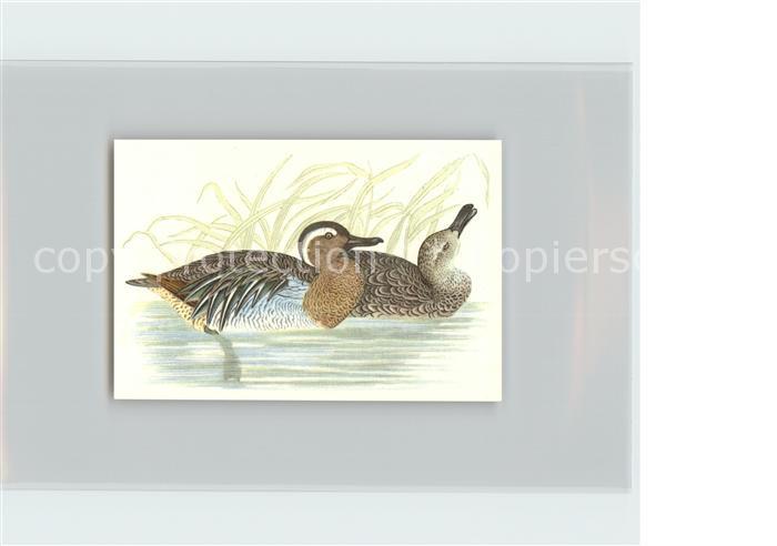 Voegel Birds Oiseaux Uccelli Pajaros-- Knaekente Kosmos-Zigarettenbilder Bild Nr