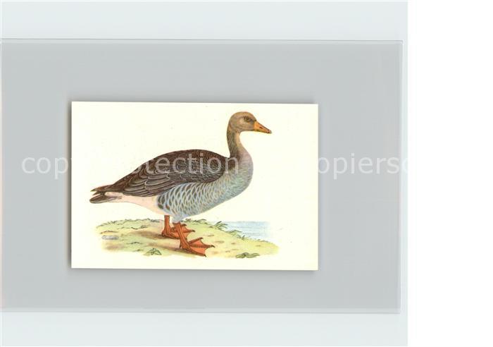 Voegel Birds Oiseaux Uccelli Pajaros-- Graugans Kosmos-Zigarettenbilder Bild Nr.