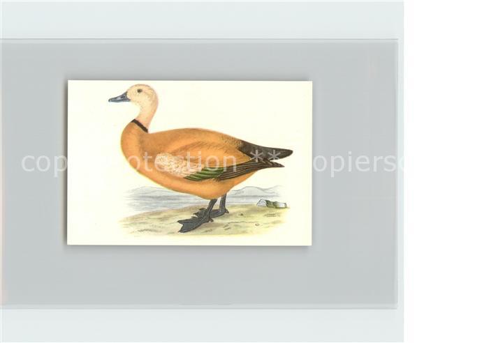 Voegel Birds Oiseaux Uccelli Pajaros-- Rostgans Kosmos-Zigarettenbilder Bild Nr.