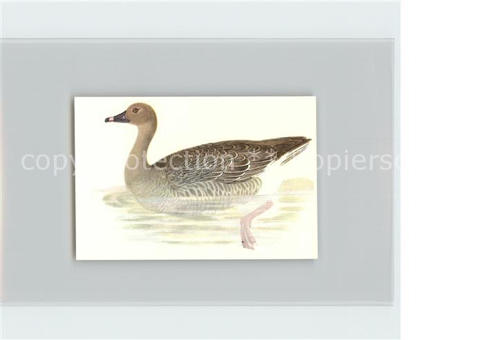 Voegel Birds Oiseaux Uccelli Pajaros-- Rotfussgans Kosmos-Zigarettenbilder Bild