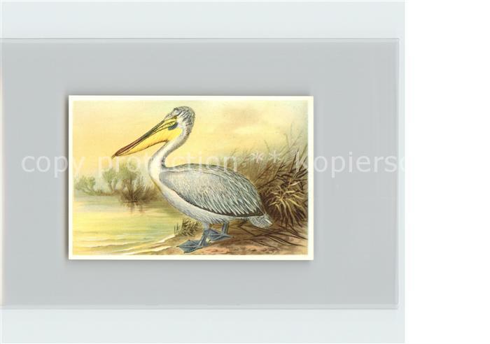 Voegel Birds Oiseaux Uccelli Pajaros-- Krauskopf-Pelikan Kosmos-Zigarettenbilder