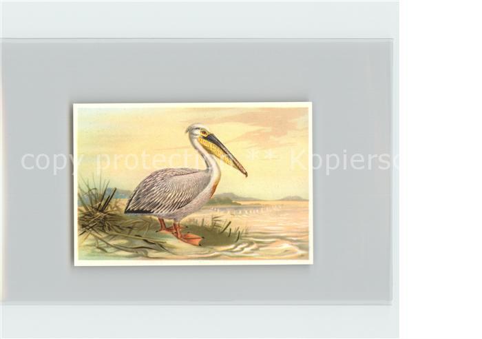 Voegel Birds Oiseaux Uccelli Pajaros-- Gemeiner Pelikan Kosmos-Zigarettenbilder