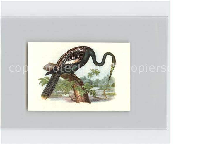 Voegel Birds Oiseaux Uccelli Pajaros-- Anhinga Kosmos-Zigarettenbilder Bild Nr.