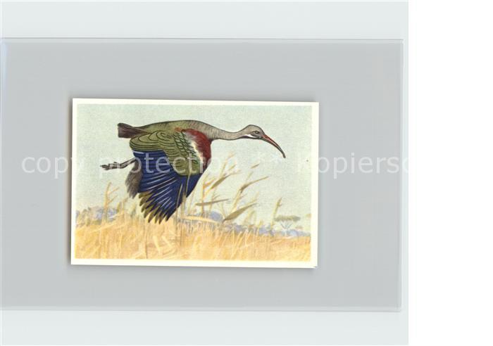 Voegel Birds Oiseaux Uccelli Pajaros-- Hagedasch Kosmos-Zigarettenbilder Bild Nr