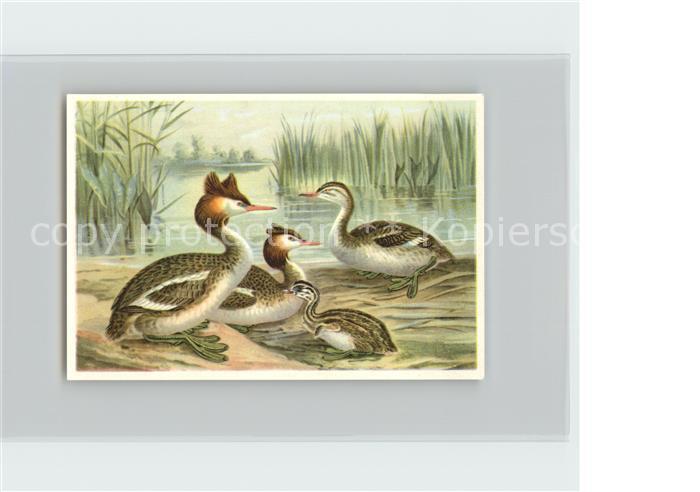 Voegel Birds Oiseaux Uccelli Pajaros-- Haubensteissfuss Kosmos-Zigarettenbilder