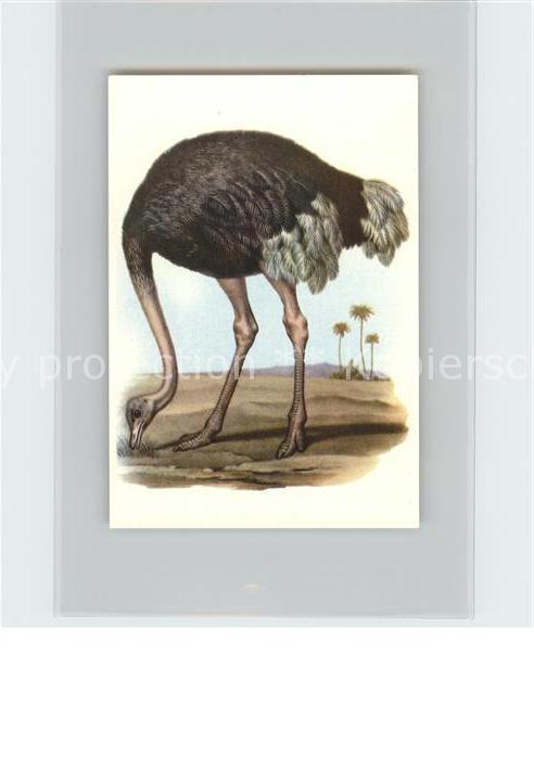 Voegel Birds Oiseaux Uccelli Pajaros-- Gewoehnlicher Strauss Kosmos-Zigarettenbi