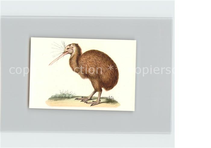 Voegel Birds Oiseaux Uccelli Pajaros-- Suedkiwi Kosmos-Zigarettenbilder Bild Nr.
