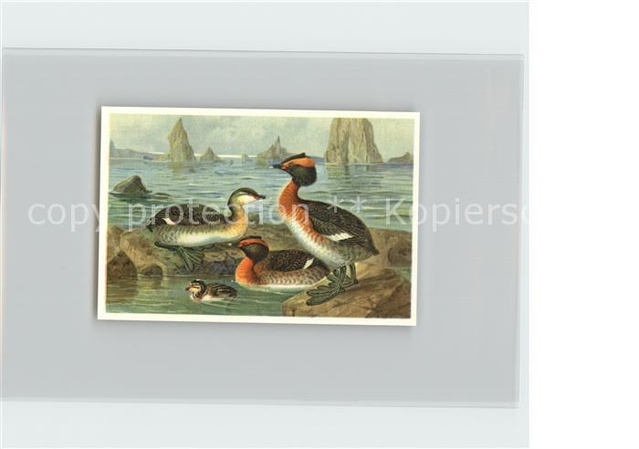 Voegel Birds Oiseaux Uccelli Pajaros-- Ohrensteissfuss Kosmos-Zigarettenbilder B