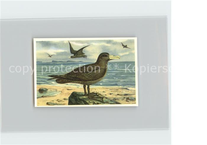 Voegel Birds Oiseaux Uccelli Pajaros-- Riesensturmvogel Kosmos-Zigarettenbilder