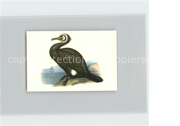 Voegel Birds Oiseaux Uccelli Pajaros-- Kormoran Kosmos-Zigarettenbilder Bild Nr.