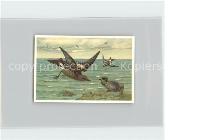 Voegel Birds Oiseaux Uccelli Pajaros-- Sturmsegler Kosmos-Zigarettenbilder Bild