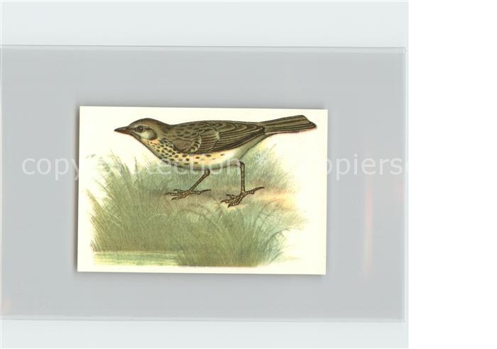 Voegel Birds Oiseaux Uccelli Pajaros-- Wiesenpieper Kosmos-Zigarettenbilder Bild