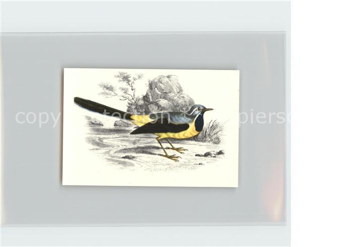 Voegel Birds Oiseaux Uccelli Pajaros-- Gebirgsstelze Kosmos-Zigarettenbilder Bil