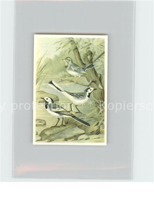 Voegel Birds Oiseaux Uccelli Pajaros-- Bachstelze Kosmos-Zigarettenbilder Bild N
